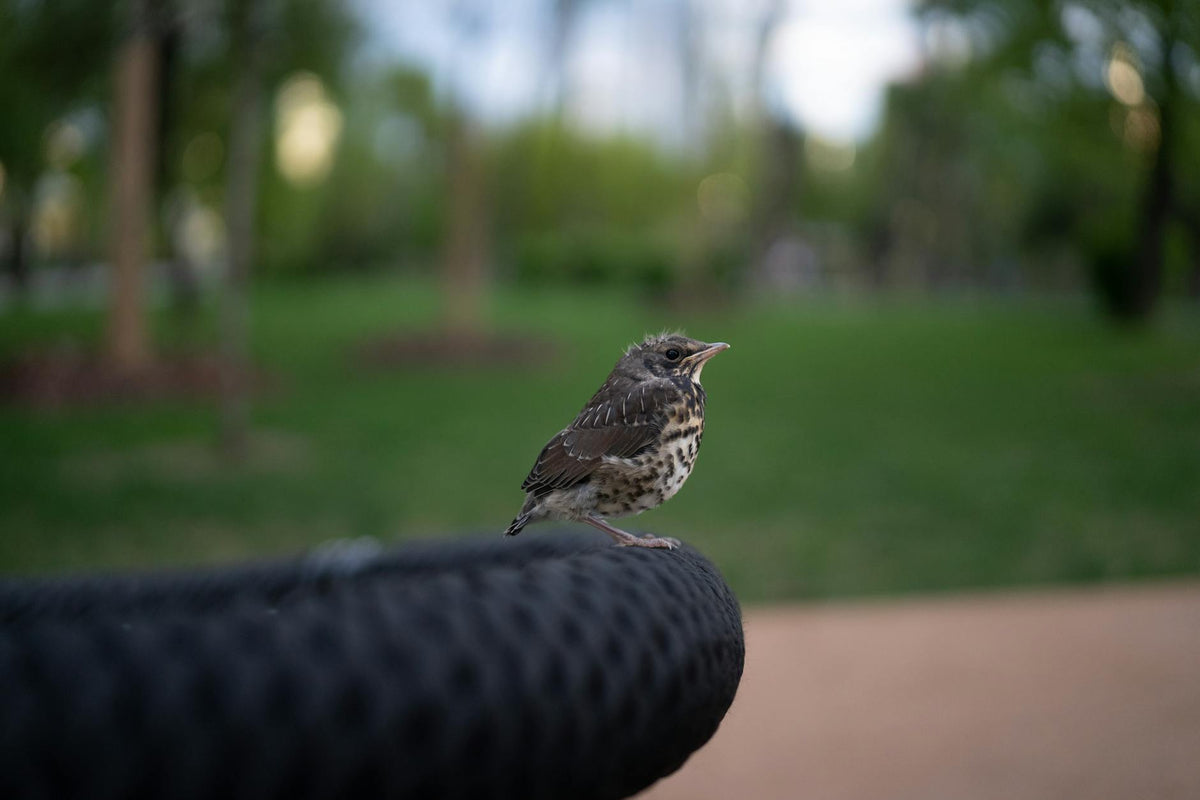 Close-up of a juvenile fieldfare bird perched outdoors in a park setting in Moscow.