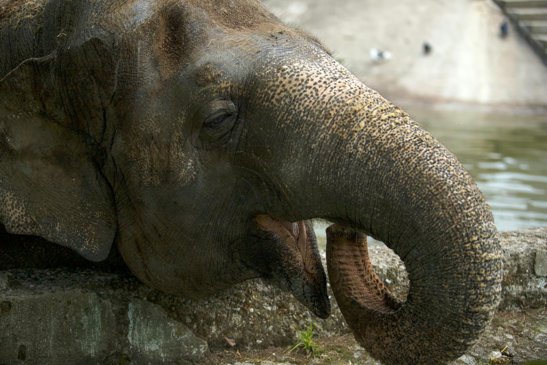 A serene close-up of an elephant resting its trunk by a water edge, capturing tranquility.