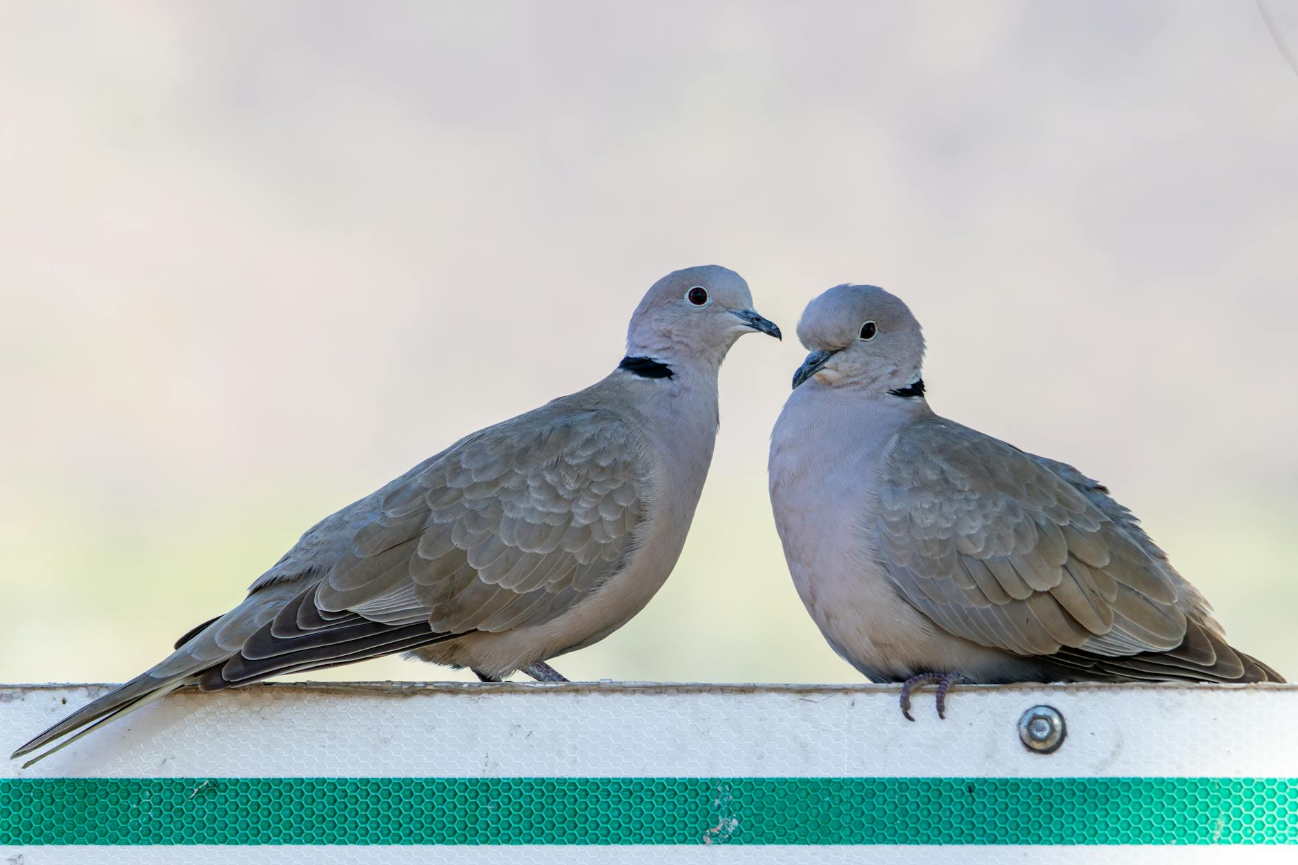 Two Eurasian collared doves perched close together on a railing, symbolizing togetherness and peace.