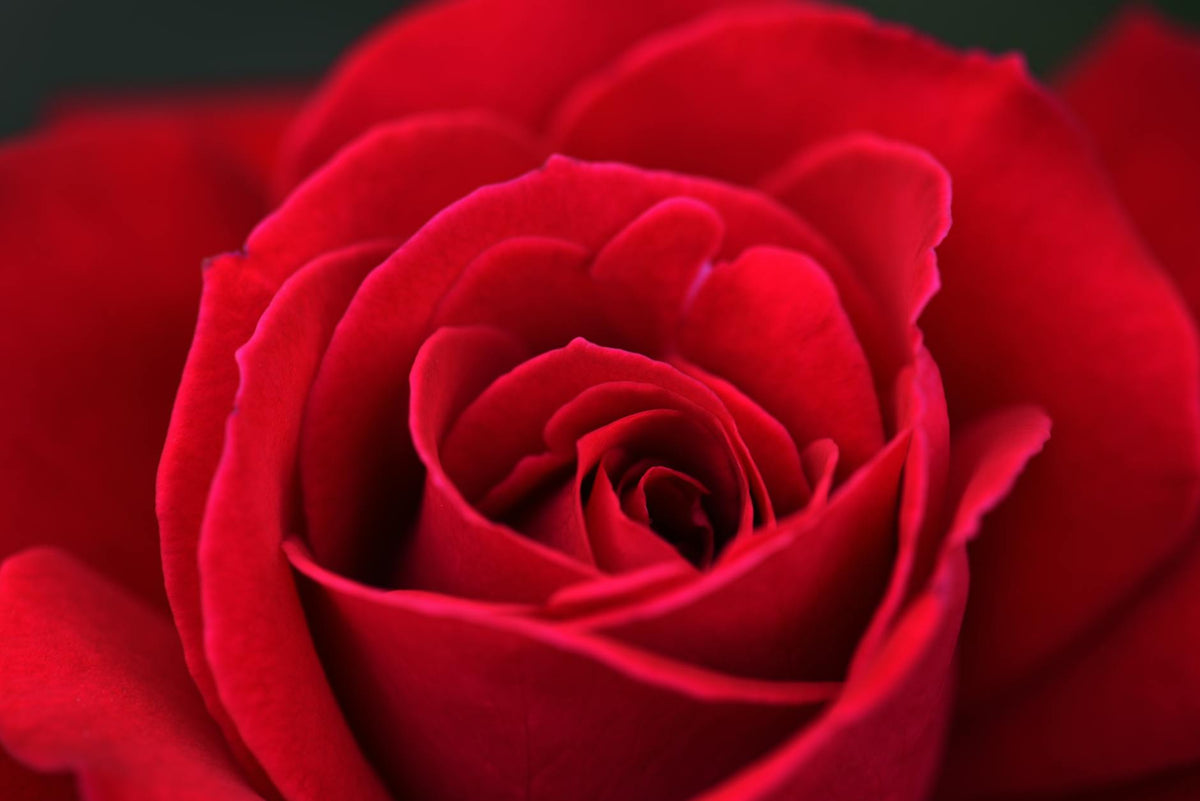 Vibrant red rose in full bloom, captured in a detailed close-up shot.