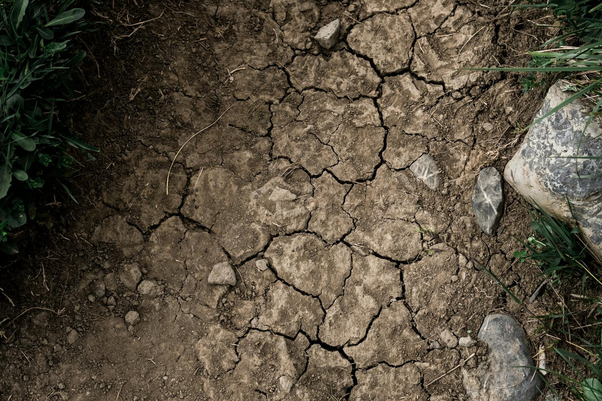 Close-up of dry, cracked earth with stones and minimal green plants. Natural texture.
