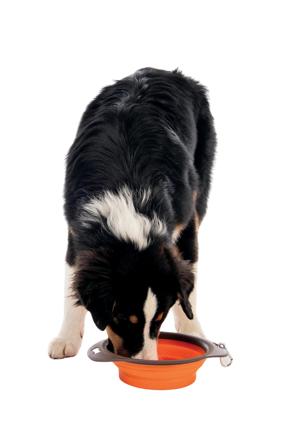 M-Pets On The Road Collapsible Pet Travel Bowl 750ml