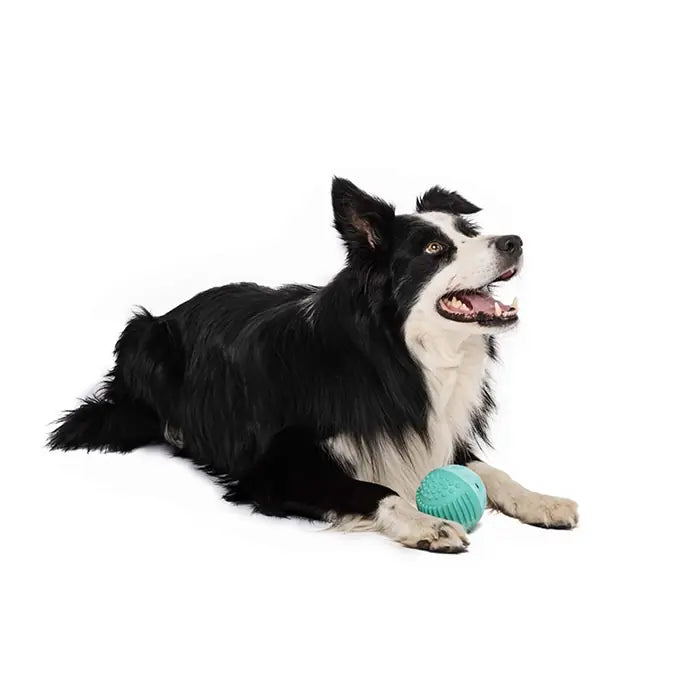 M-Pets Vice Versa Beef Scented Ball Dog Toy for Chewing