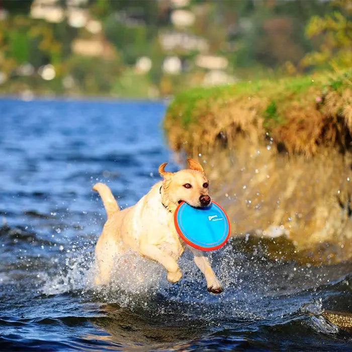 Chuckit Paraflight Flyer Small Aerodynamic Dog Toy