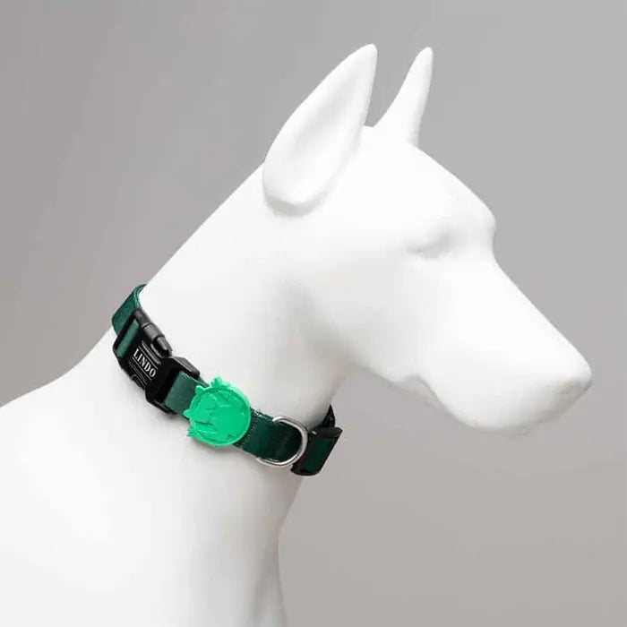 Lindo Brazil Dog Collar Adjustable Design Medium 37-56cm