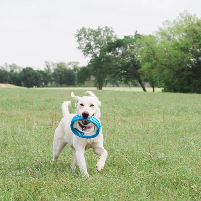 Chuckit Rugged Fetch Extra Durable Dog Toy Ring