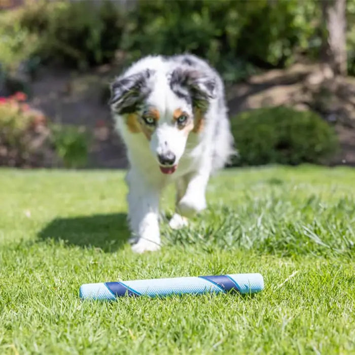 Chuckit Sniff Fetch Ham Scented Dog Toy for Interactive Play
