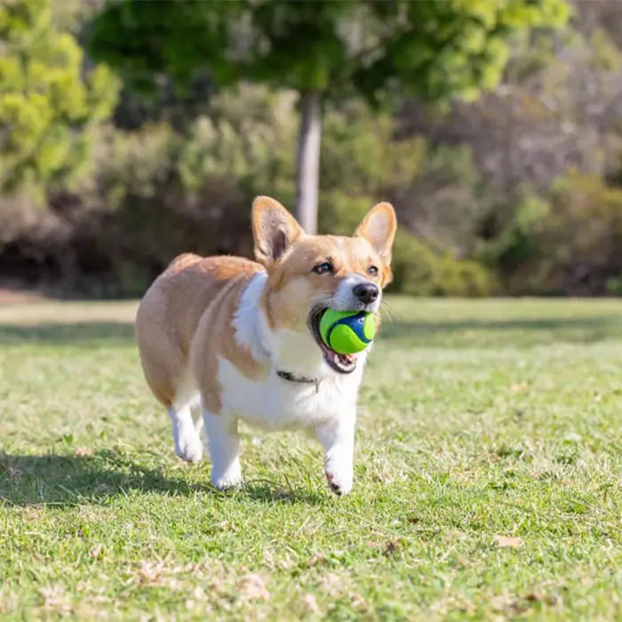 Chuckit Sniff Fetch Scented Dog Ball Set 4-Pack