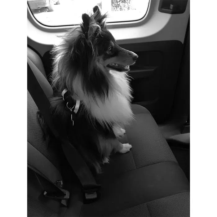 M-Pets Secura 2-in-1 Dog Harness for Medium Breeds 56x71cm