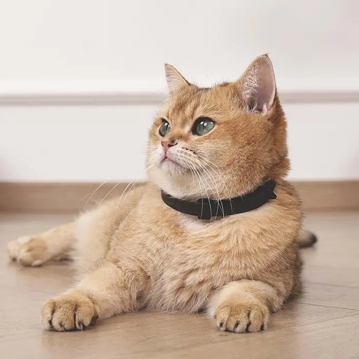 M-Pets Keep Calm Calming Cat Collar 4-Pack