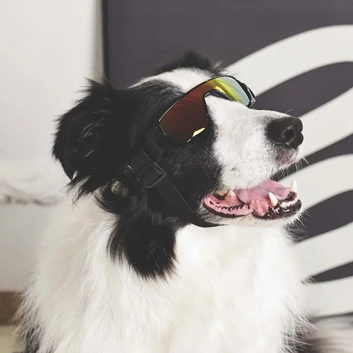 M-Pets Sunny Sunba Ther Dog Goggles UV Protection Black