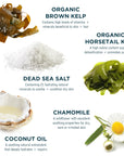 Dead Sea Spa Magik Hair Conditioner - Moisturizing, Natural, Organic Hair Care with Dead Sea Minerals & Coconut Oil