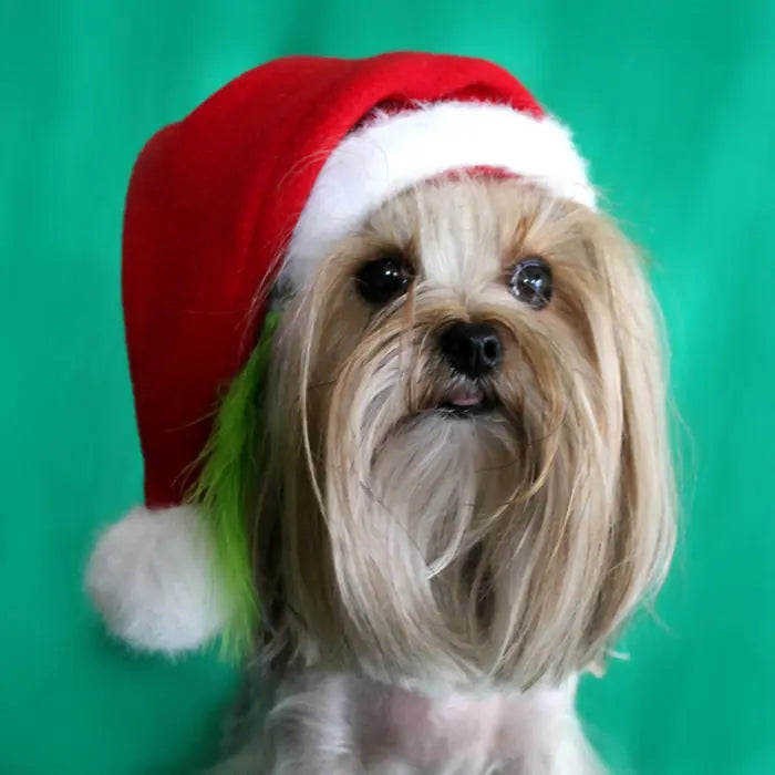 Max Design Santa Hat for Cats & Dogs Holiday Accessory