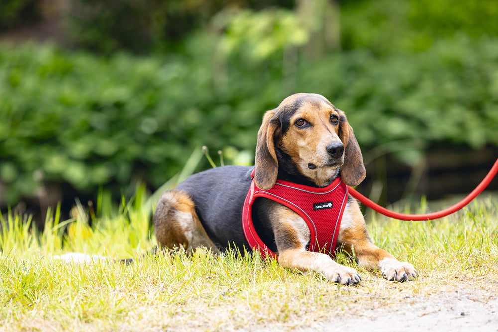 Beeztees Neoprene Step-In Dog Harness Red Medium 41-46cm