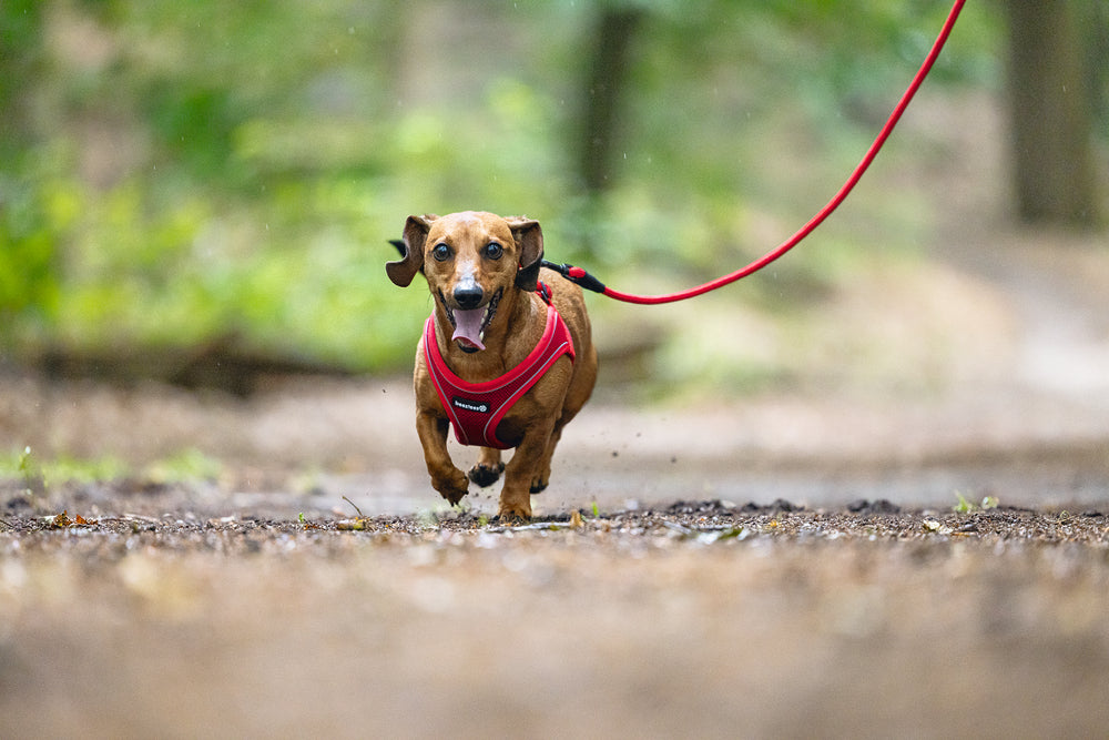 Beeztees Neoprene Step-In Dog Harness Red Small 38-44cm
