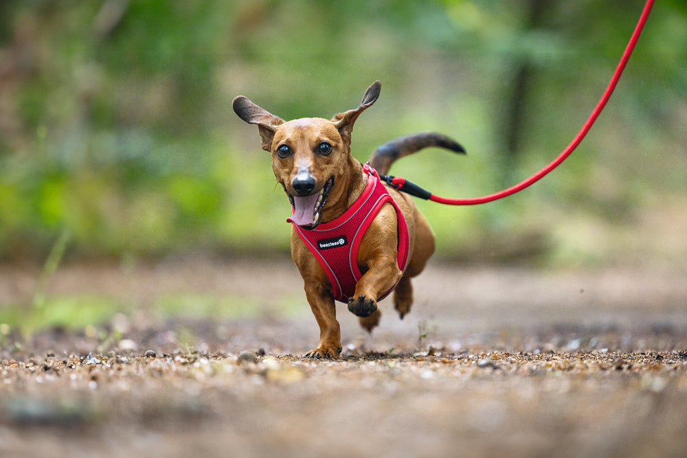 Beeztees Neoprene Step-In Dog Harness Red Small 38-44cm