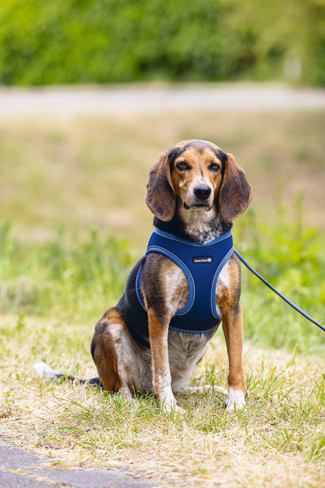Beeztees Neoprene Step-In Dog Harness M Blue 41-46cm
