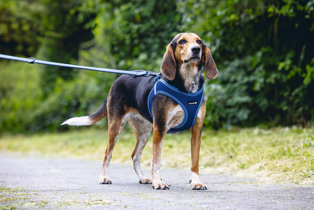 Beeztees Neoprene Step-In Dog Harness M Blue 41-46cm