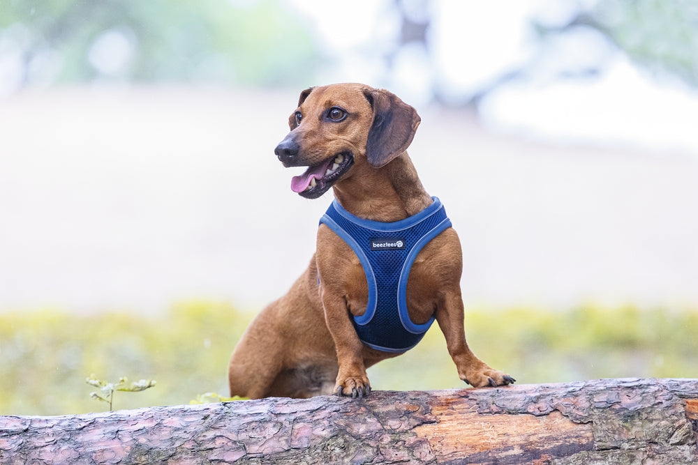 Beeztees Neoprene Step-In Dog Harness Blue Small 38-44cm