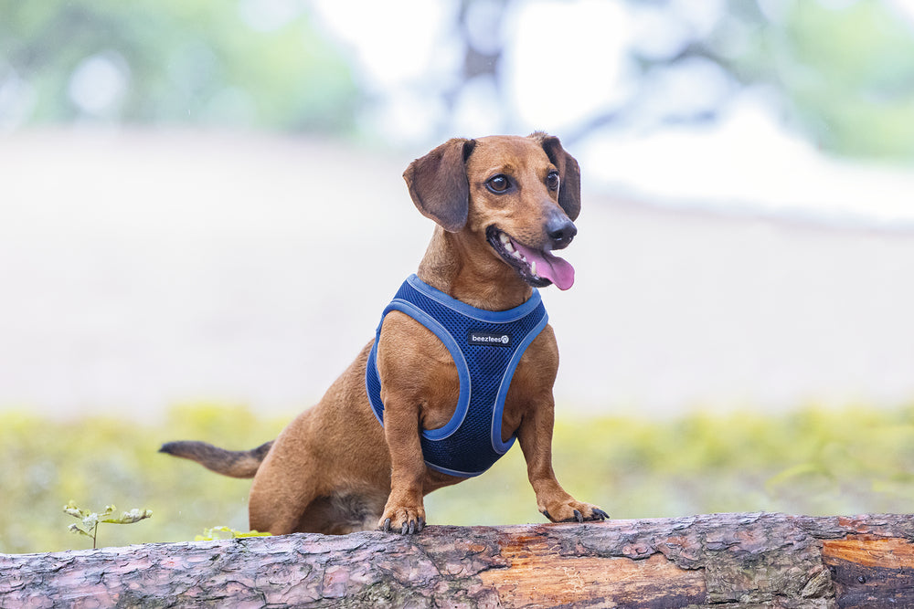 Beeztees Neoprene Step-In Dog Harness Blue Small 38-44cm