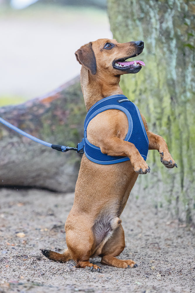 Beeztees Neoprene Step-In Dog Harness Blue Small 38-44cm