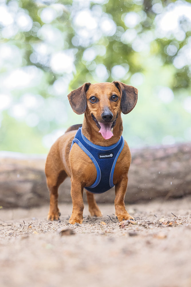 Beeztees Neoprene Step-In Dog Harness Blue Small 38-44cm