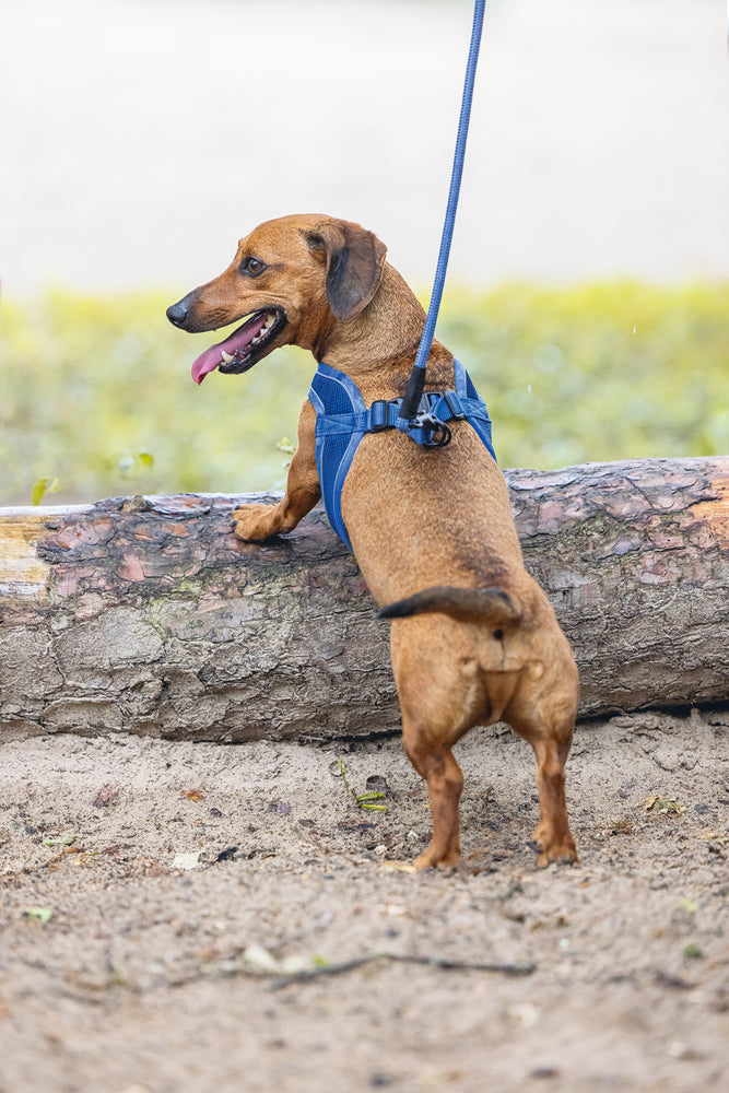 Beeztees Neoprene Step-In Dog Harness Blue XS 30-35cm
