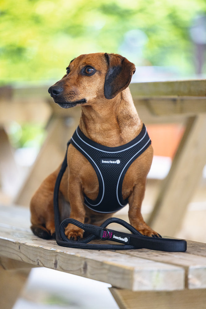 Beeztees Neoprene Step-In Dog Harness Black XS 30-35cm