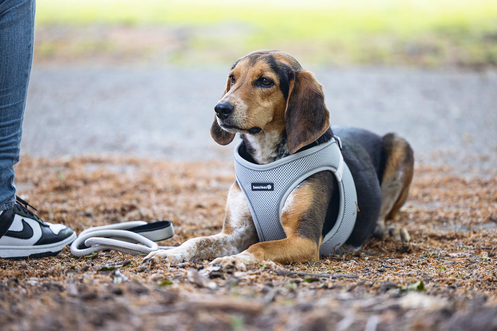 Beeztees Neoprene Step-In Dog Harness Green Medium 41-46cm