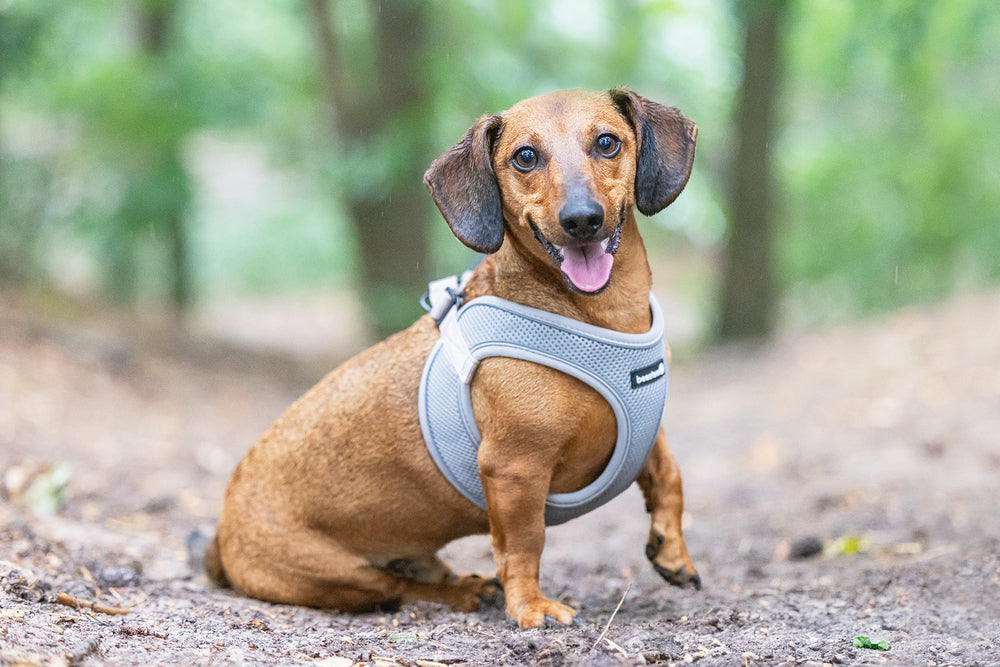Beeztees Neoprene Step-In Dog Harness Green S 38-44cm
