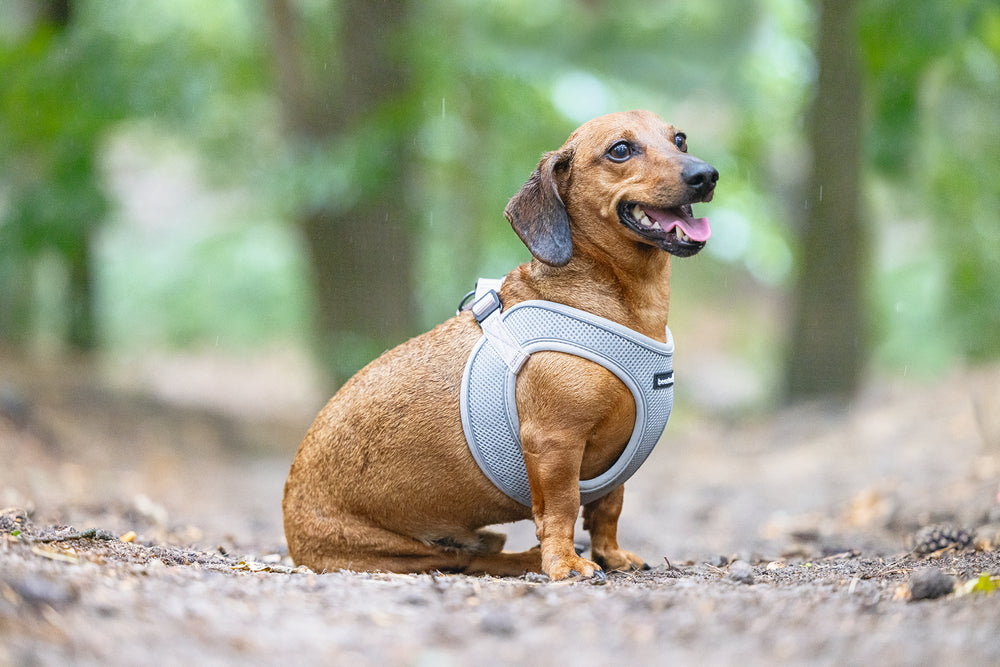 Beeztees Neoprene Step-In Dog Harness Green XS 30-35cm