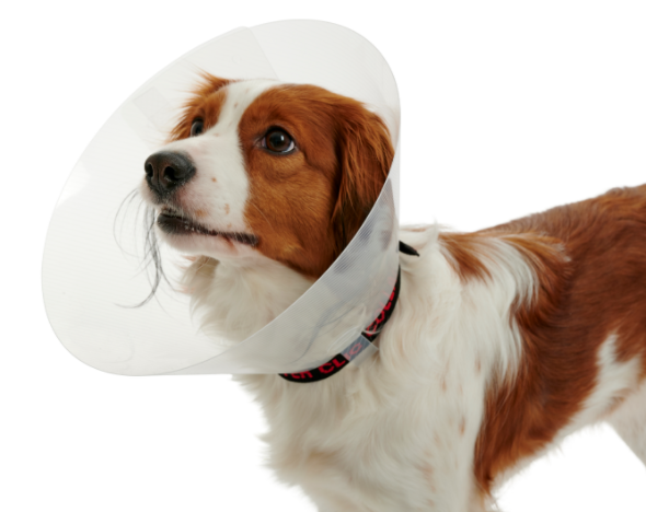 Kruuse Buster Elizabeth Collar Transparent Protective Shield 12.5 cm