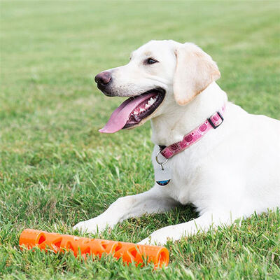 Chuckit! Air Fetch Stick Breathable Durable Dog Toy 31 cm