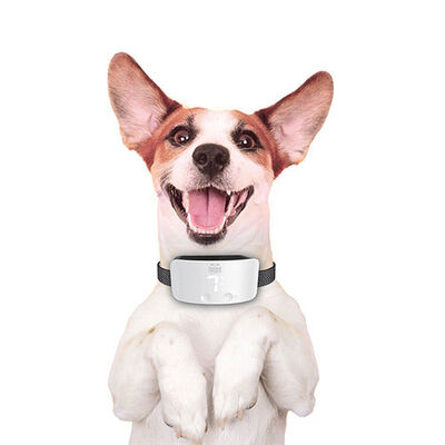 Doggie Premium Anti-Bark Dog Training Collar Waterproof White