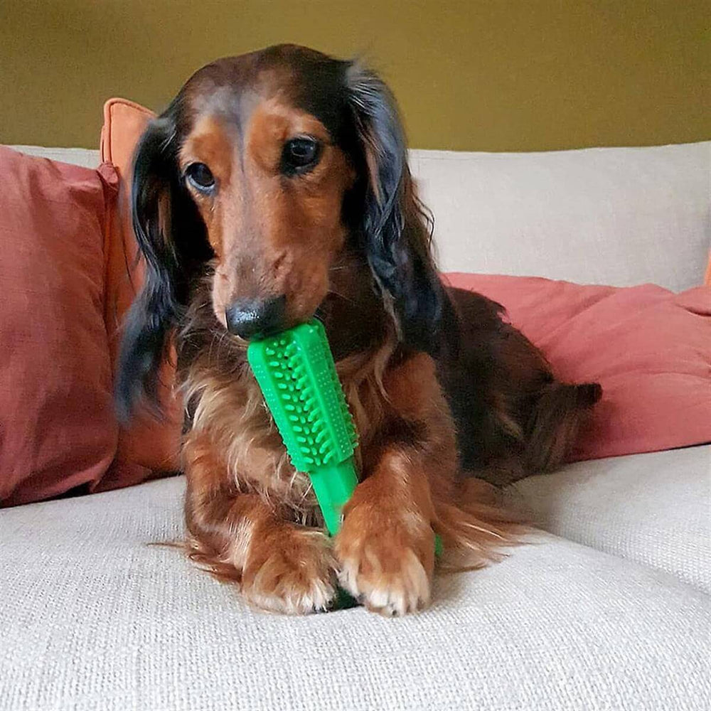 Duvo+ Dog Toothbrush Chew Toy for Plaque Control Small