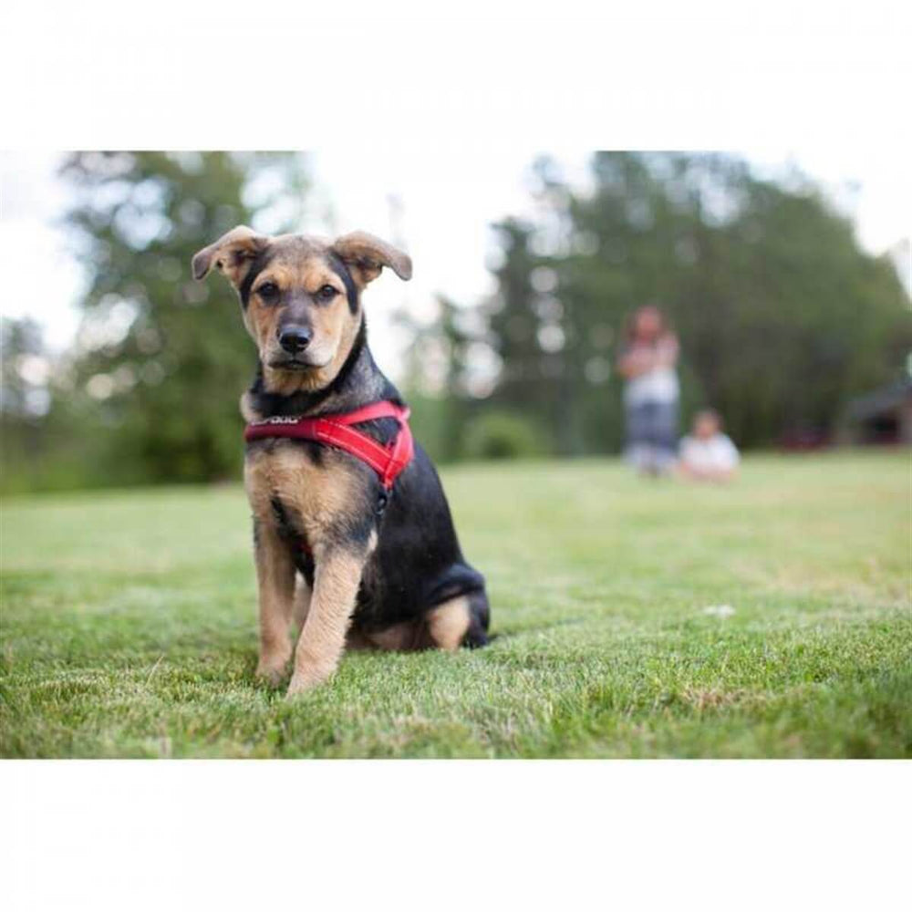 EzyDog Quick Fit Dog Harness Padded Reflective Red XX-Small