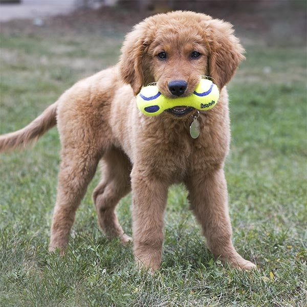 KONG AirDog Squeaker Dumbbell Interactive Dog Toy 18 cm