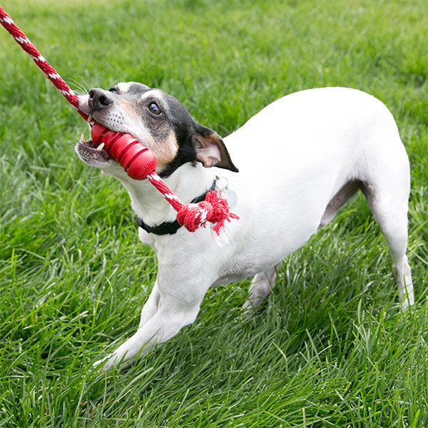 KONG Dental Rubber Dog Toy with Rope for Oral Care Small