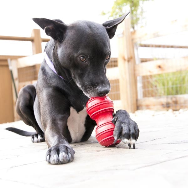 KONG Dental Rubber Dog Toy for Teeth Cleaning Large