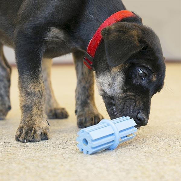 KONG Puppy Teething Stick Dental Cleaning Toy Medium