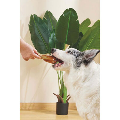M-Pets Carnivore Bacon Flavored Drumstick Dog Chew Toy 12.4 cm