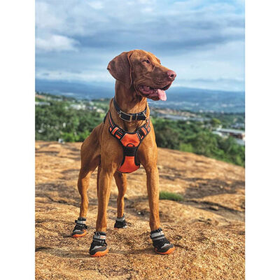 M-Pets Hiking Dog Shoes Durable Protective Boots L-XL