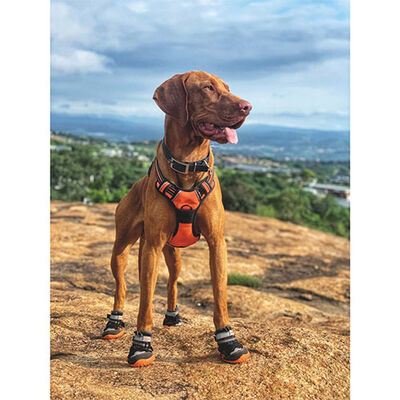 M-Pets Hiking Dog Boots Protective Outdoor & Indoor Shoes XS-S