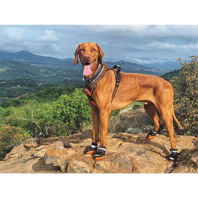 M-Pets Hiking Dog Boots Protective Outdoor & Indoor Shoes XS-S