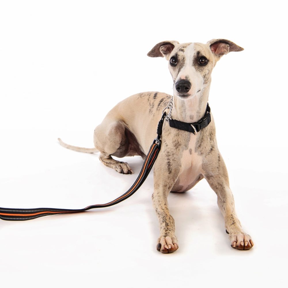 M-Pets Kombi Collar 2-in-1 Training Dog Collar Small