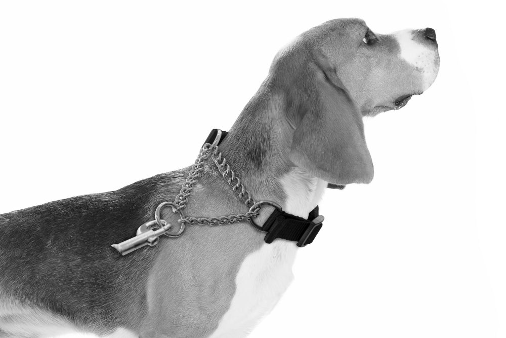 M-Pets Kombi 2-in-1 Training Dog Collar for Control XS