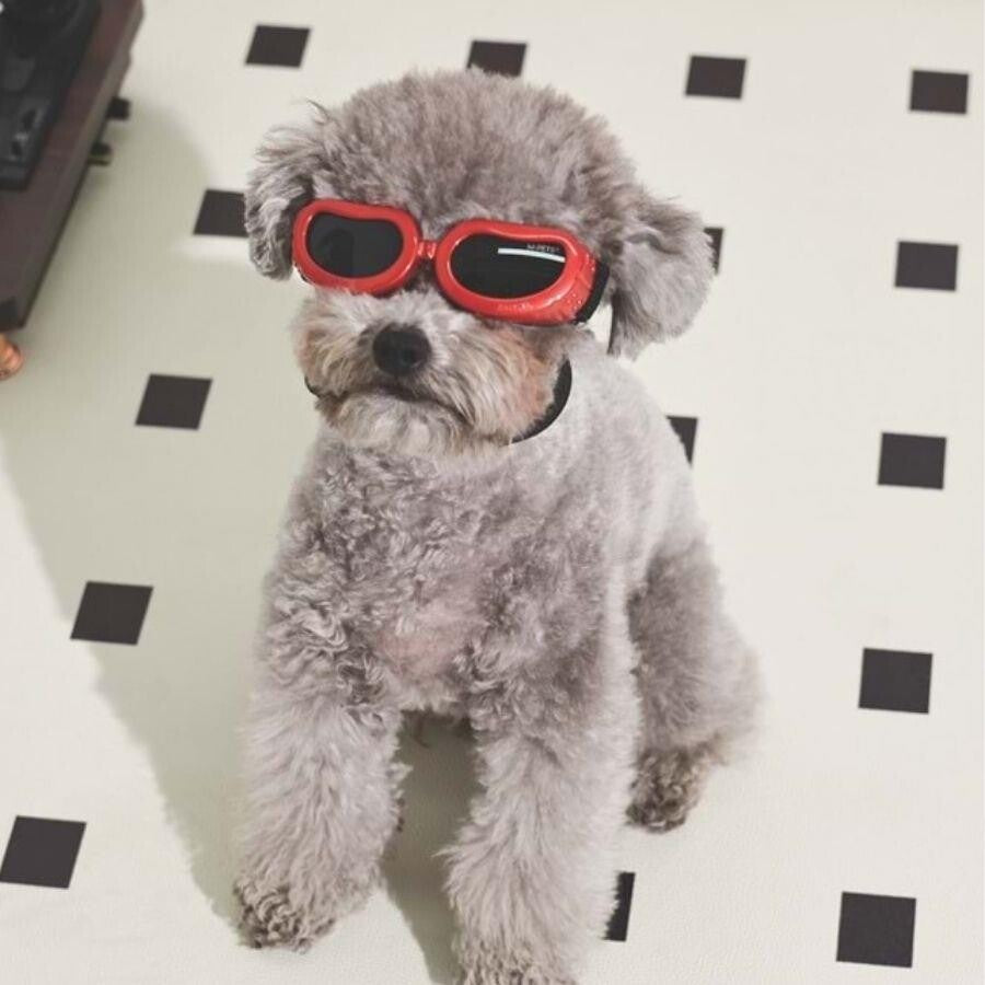 M-Pets Sunny Daytrip Dog Goggles Red UV Protection 15.2x4.9cm