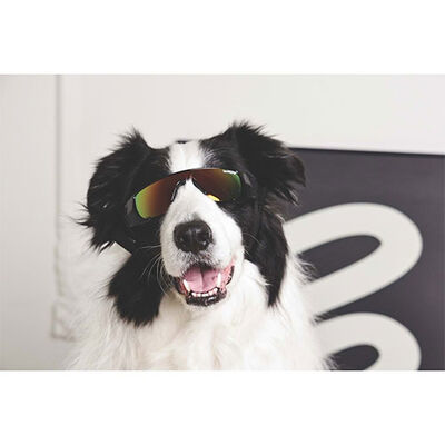 M-Pets Sunny Sunbather Dog Goggles UV Protection Black 15.2x4.9 cm