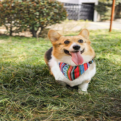 M-Pets Urban Style Jazz Bandana Dog Collar Eco-Friendly Small