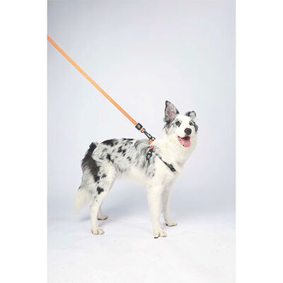 M-Pets Wild Jungle Dog Leash Orange Pattern L-XL 2x120cm
